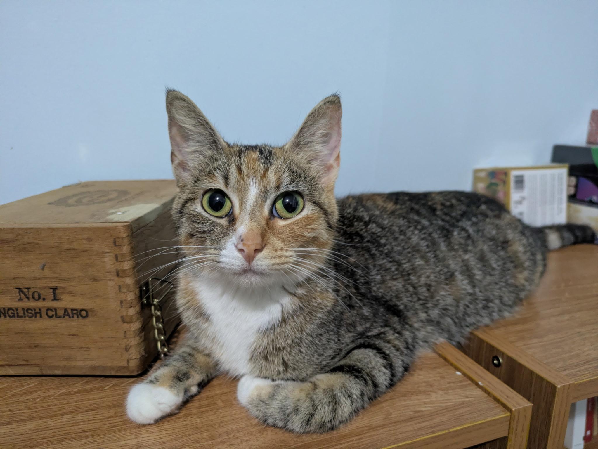 Moira, a Adoptable Torbie in Columbus, OH image 2/6
