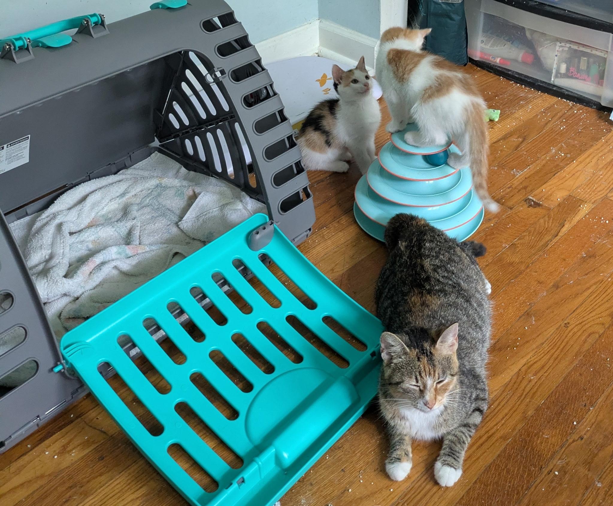 Moira, a Adoptable Torbie in Columbus, OH image 3/6