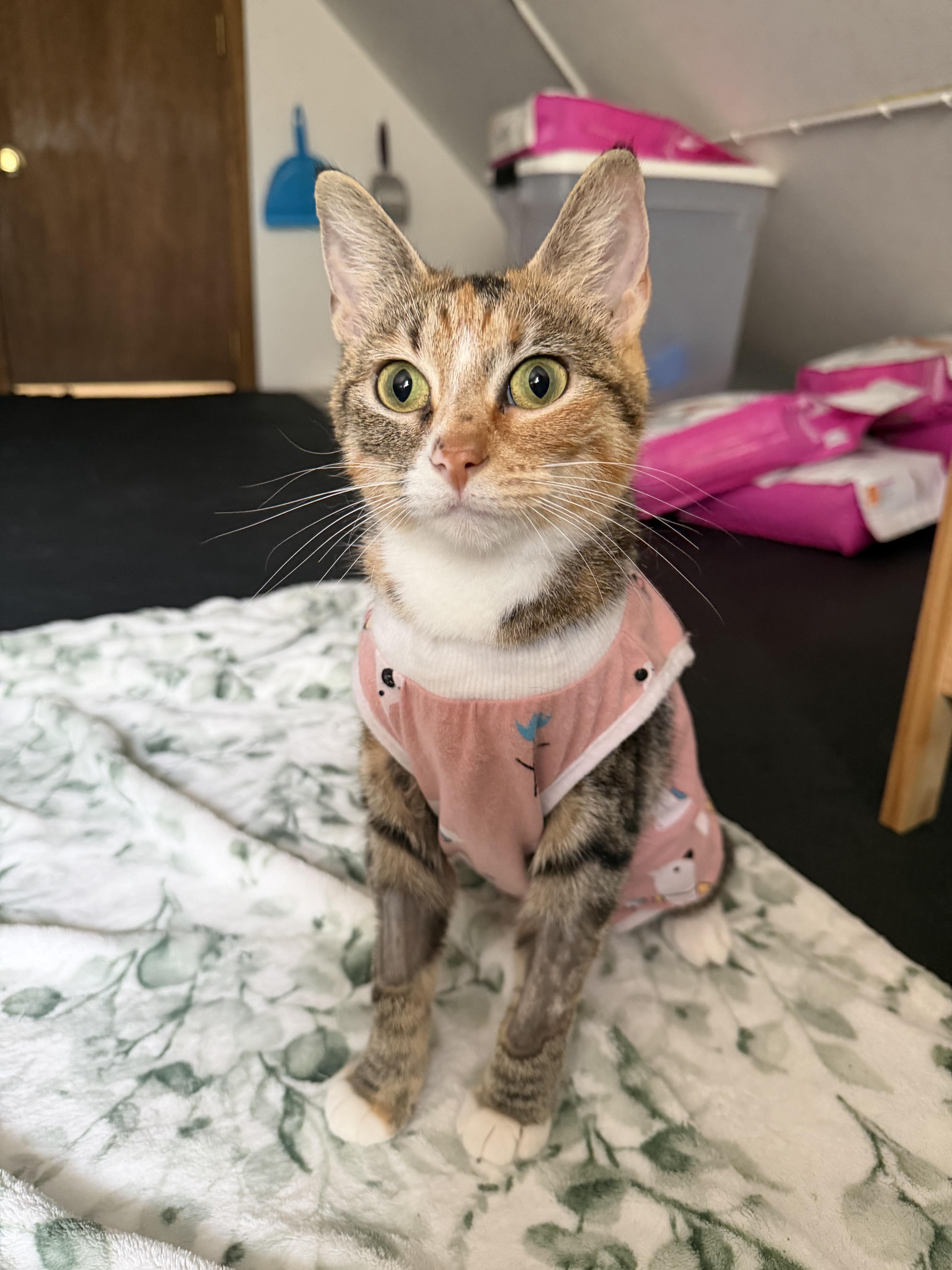 Enlarge Moira, a Adoptable Torbie in Columbus, OH image 3/6