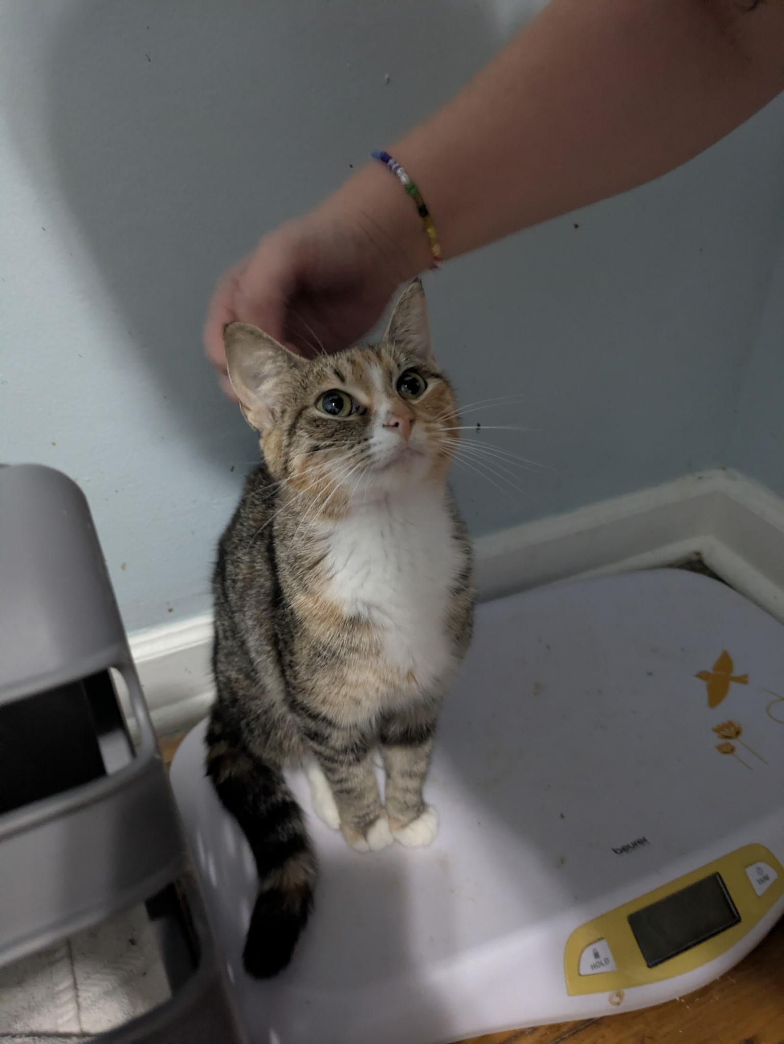 Moira, a Adoptable Torbie in Columbus, OH image 4/6