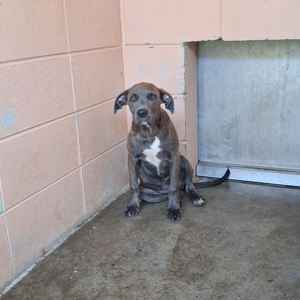 Tootsie, Adoptable, Puppy Female Pit Bull Terrier.