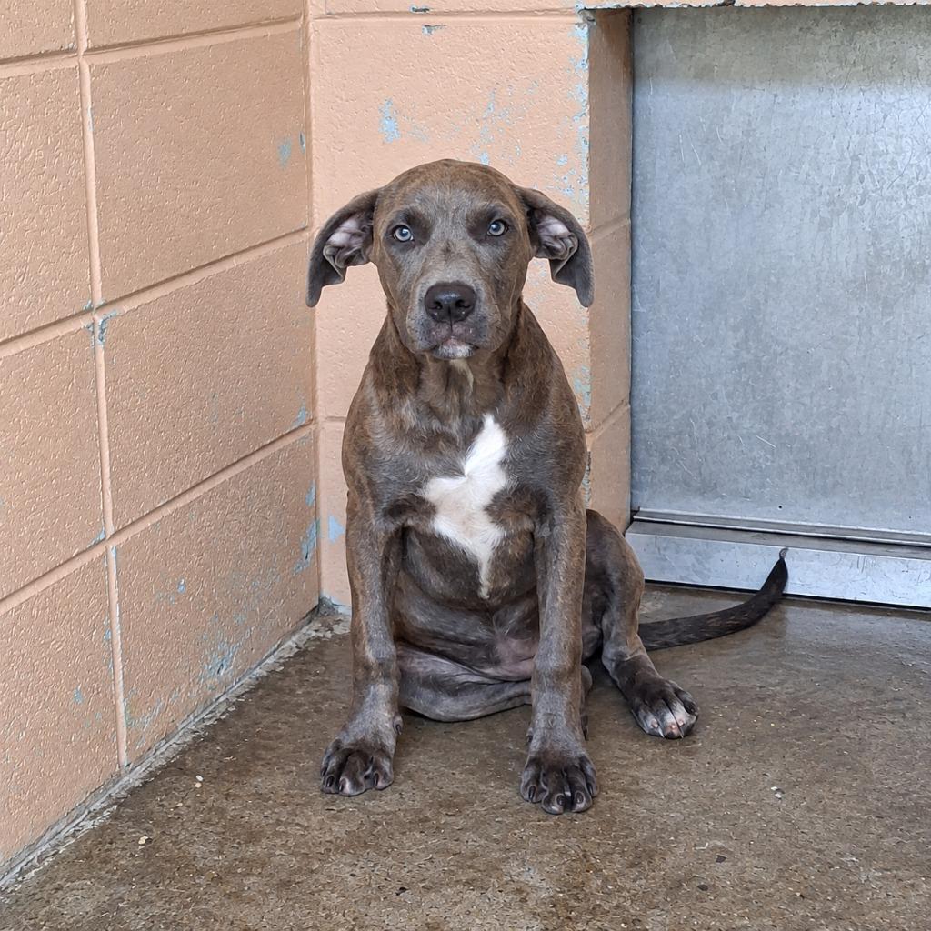 Enlarge Tootsie, a Adoptable Pit Bull Terrier in Gautier, MS image 2/2