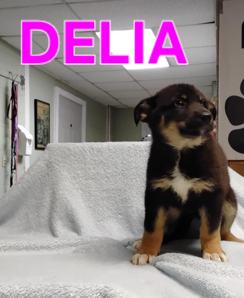 Enlarge Delia, a Adopted German Shepherd Dog in Ada, OK image 1/1