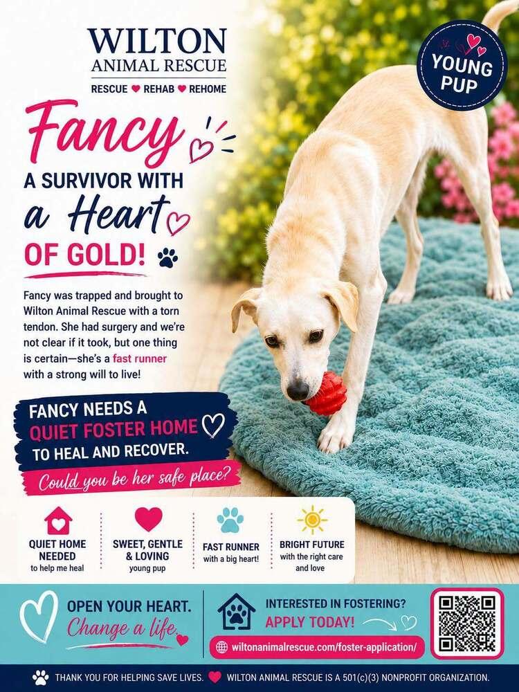 Enlarge Fancy, a Adoptable mixed breed in Wilton, CA image 2/2
