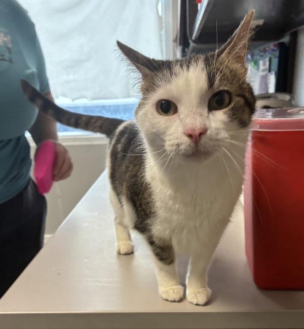 *Chit-Chat*, Adoptable, Adult Female Domestic Short Hair.