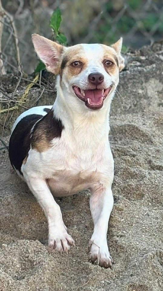 Enlarge Stephen, a Adoptable mixed breed in New Bedford, MA image 1/6