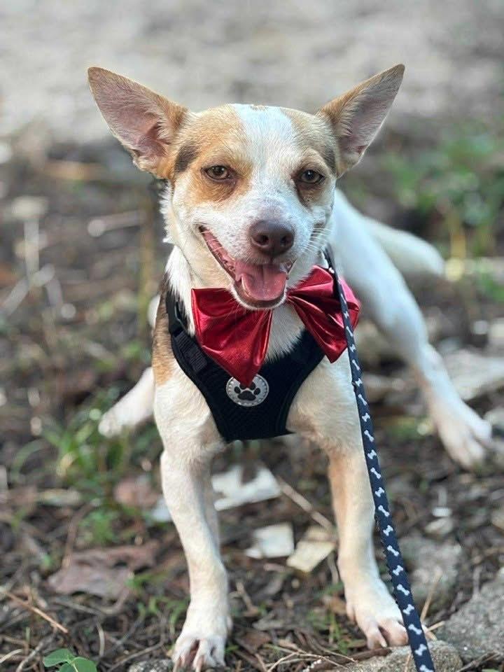 Enlarge Stephen, a Adoptable mixed breed in New Bedford, MA image 2/6