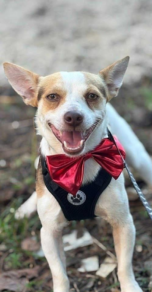 Enlarge Stephen, a Adoptable mixed breed in New Bedford, MA image 3/6