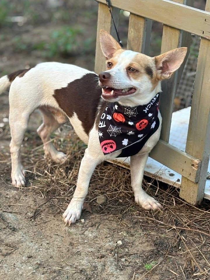 Enlarge Stephen, a Adoptable mixed breed in New Bedford, MA image 5/6