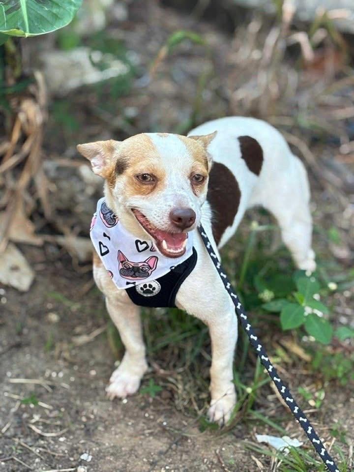 Enlarge Stephen, a Adoptable mixed breed in New Bedford, MA image 6/6
