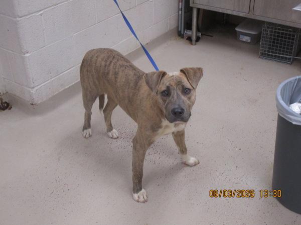 Enlarge Sadie (26), a Adoptable mixed breed in Marietta, GA image 1/1