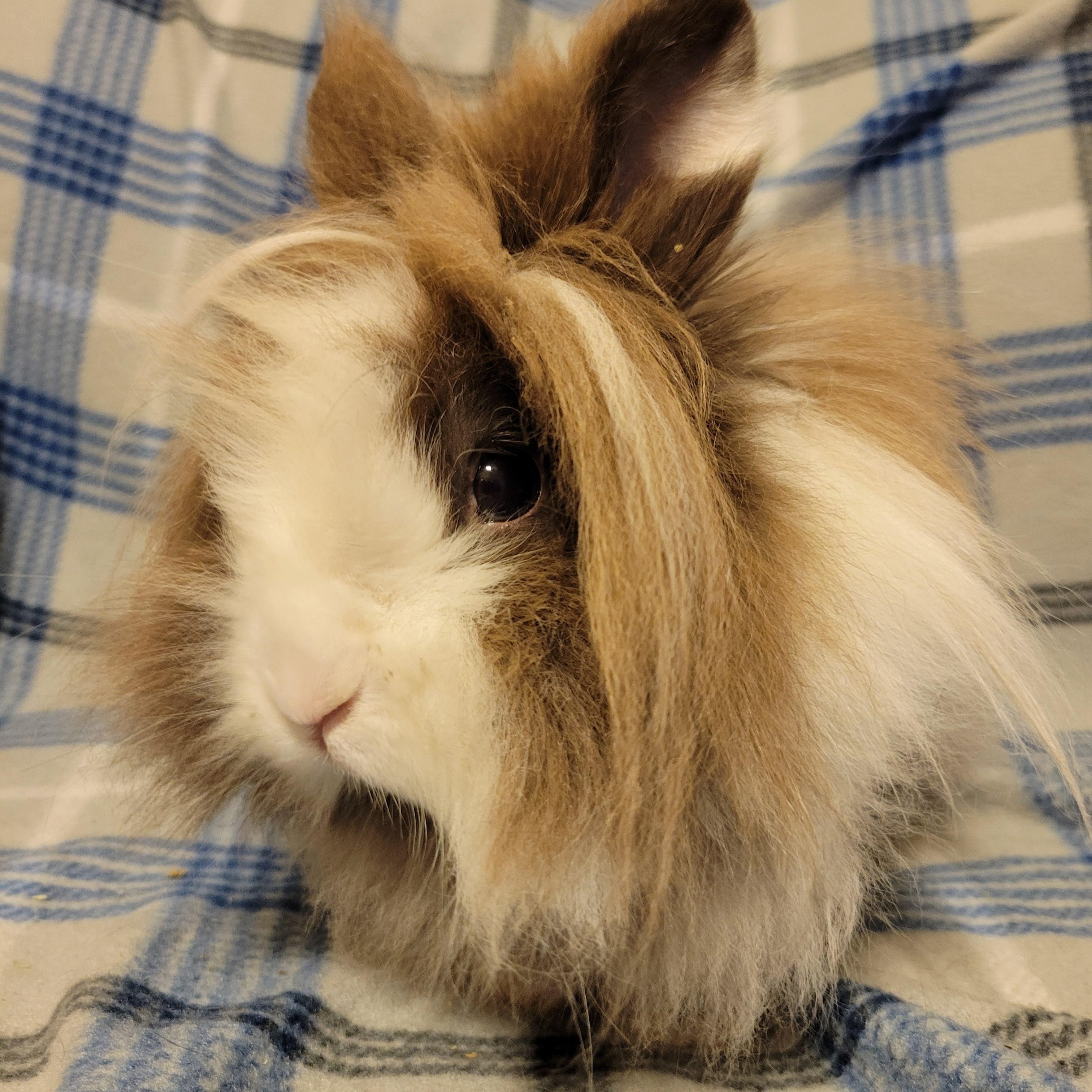 Sherry, Adult Female unknown