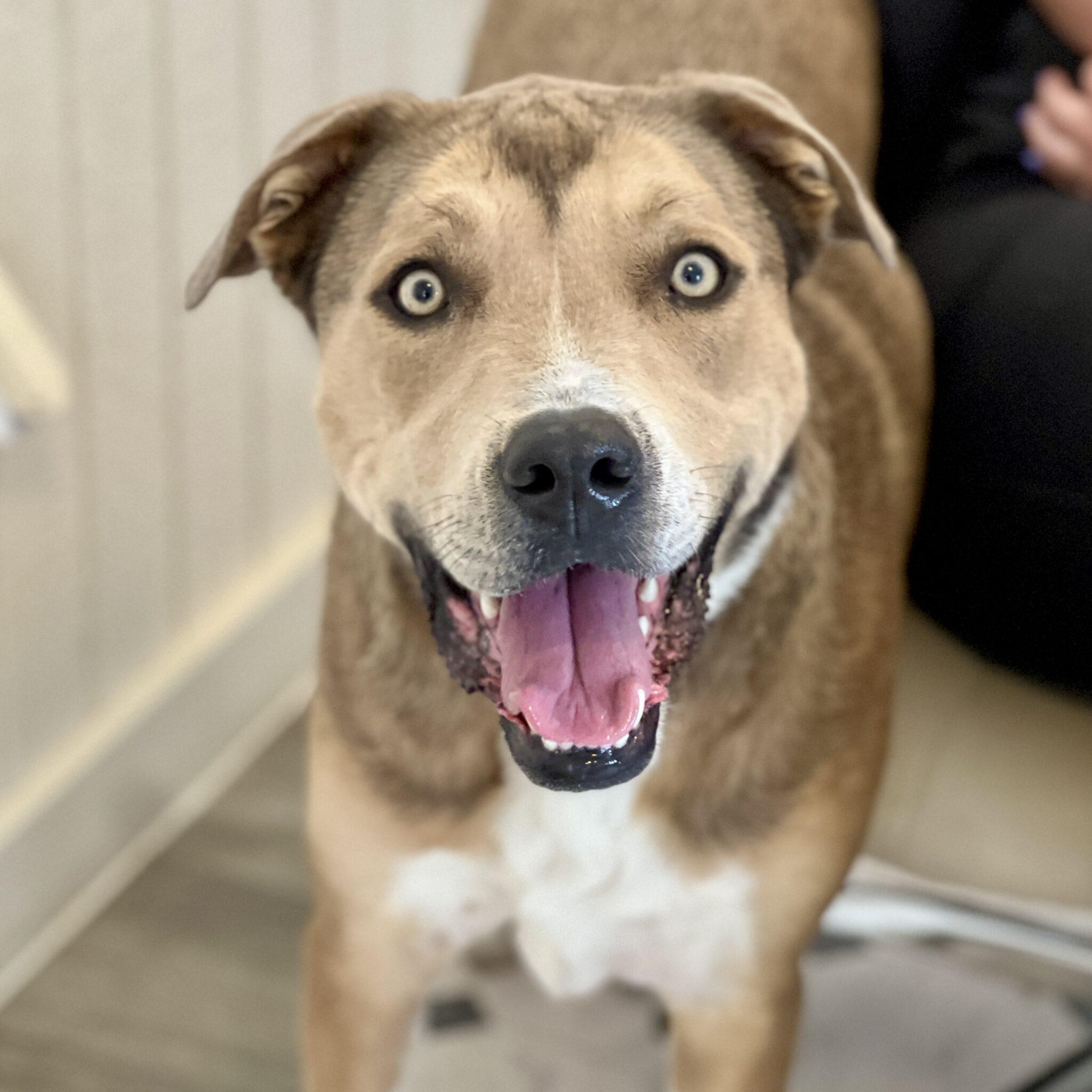 Harlow, a Adoptable mixed breed in Mead, CO image 5/6