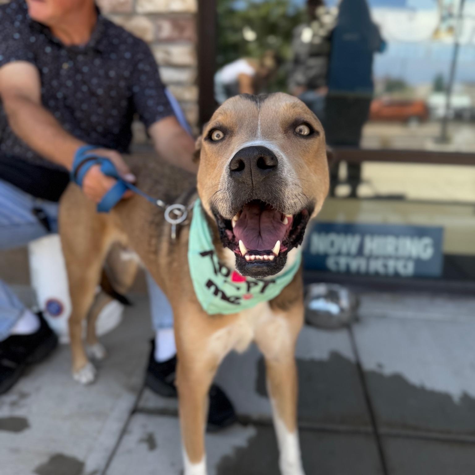 Harlow, a Adoptable mixed breed in Mead, CO image 6/6