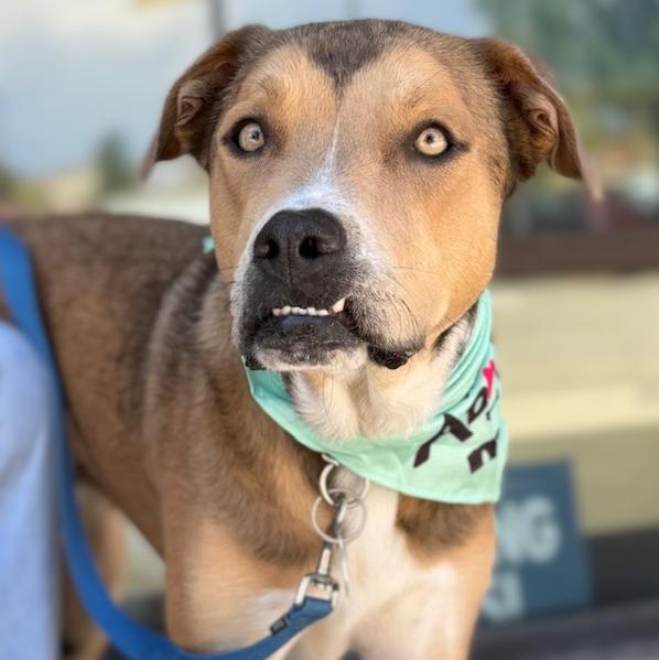 Harlow, Adoptable, Adult Male Australian Cattle Dog / Blue Heeler & Pit Bull Terrier.