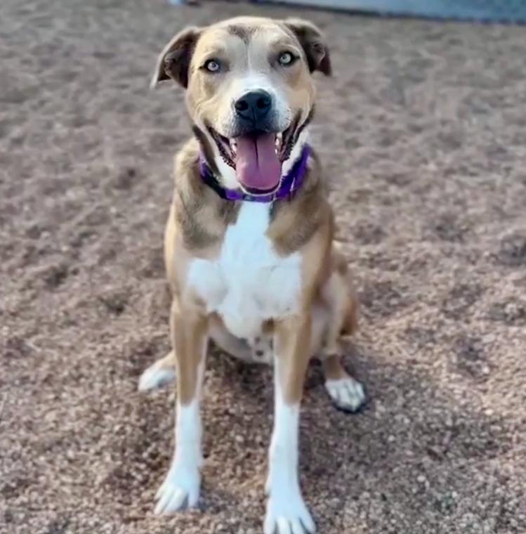 Harlow, Adoptable, Adult Male Australian Cattle Dog / Blue Heeler & Pit Bull Terrier.