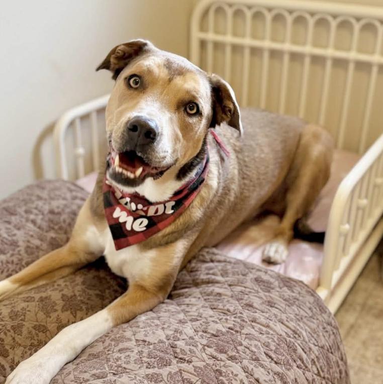 Enlarge Harlow, a Adoptable mixed breed in Mead, CO image 1/6