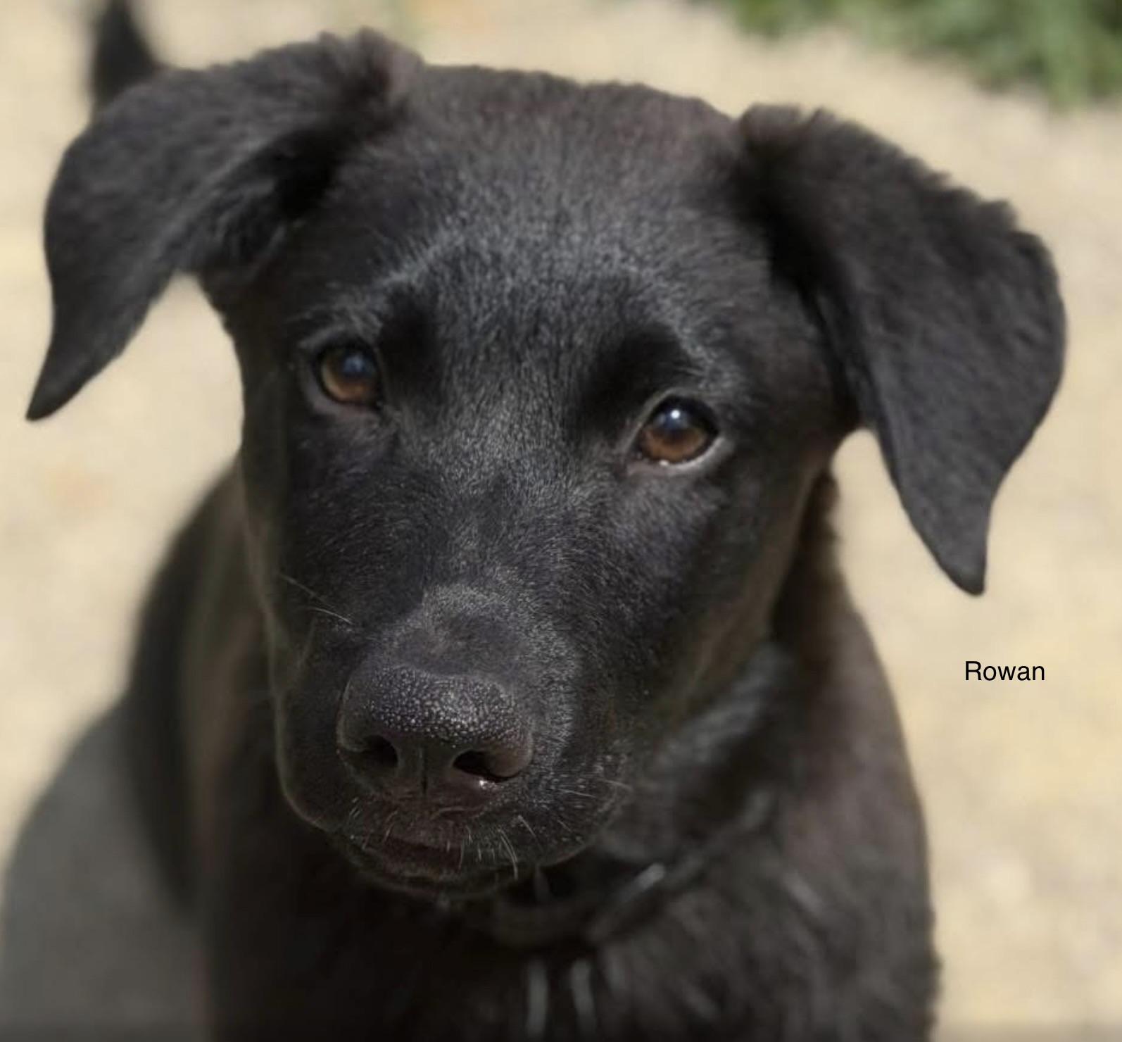 Rowan, adopted, Young Male German Shepherd Dog & Black Labrador Retriever.