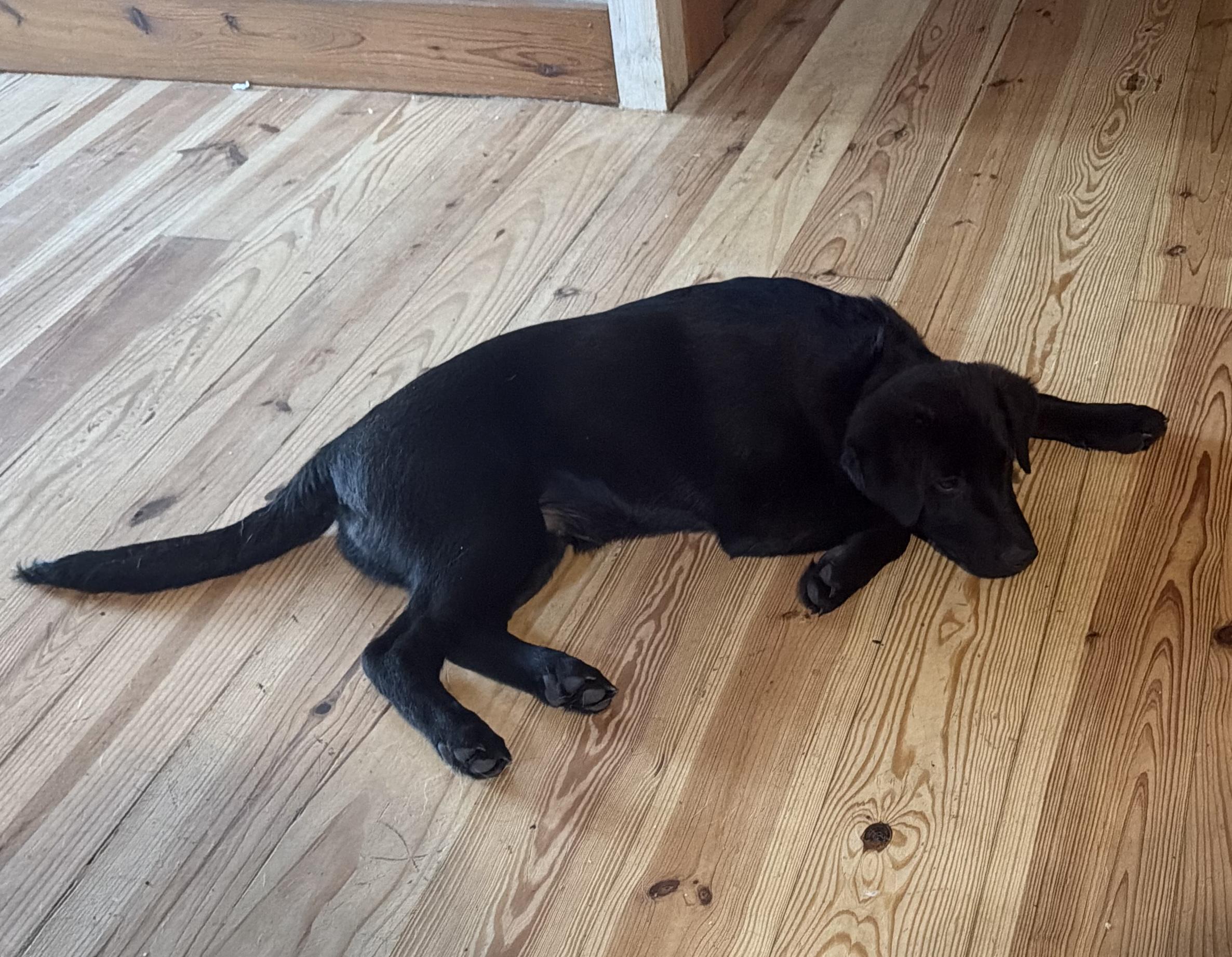 Rowan, an adopted mixed breed in Rome, GA image 2/2