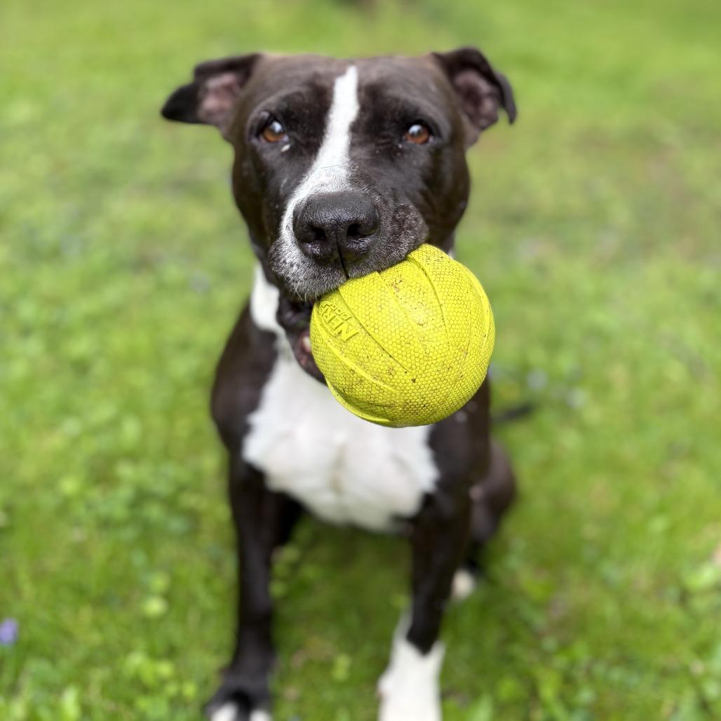 Enlarge Lady, a Adoptable Mixed Breed in Philadelphia, PA image 2/6
