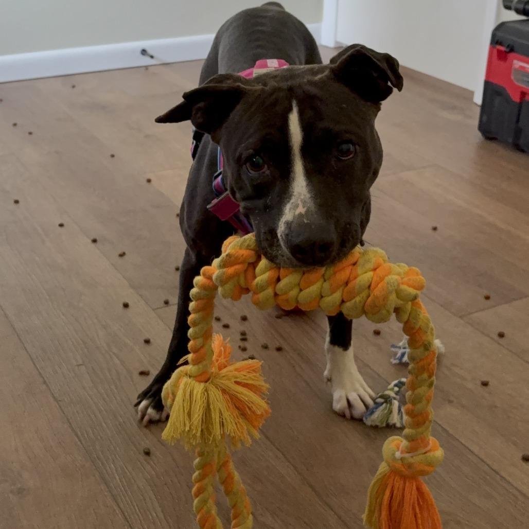 Enlarge Lady, a Adoptable Mixed Breed in Philadelphia, PA image 3/6