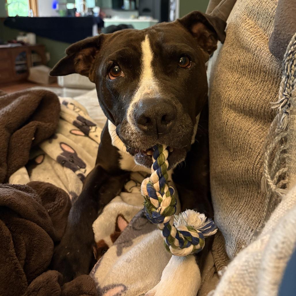 Enlarge Lady, a Adoptable Mixed Breed in Philadelphia, PA image 5/6