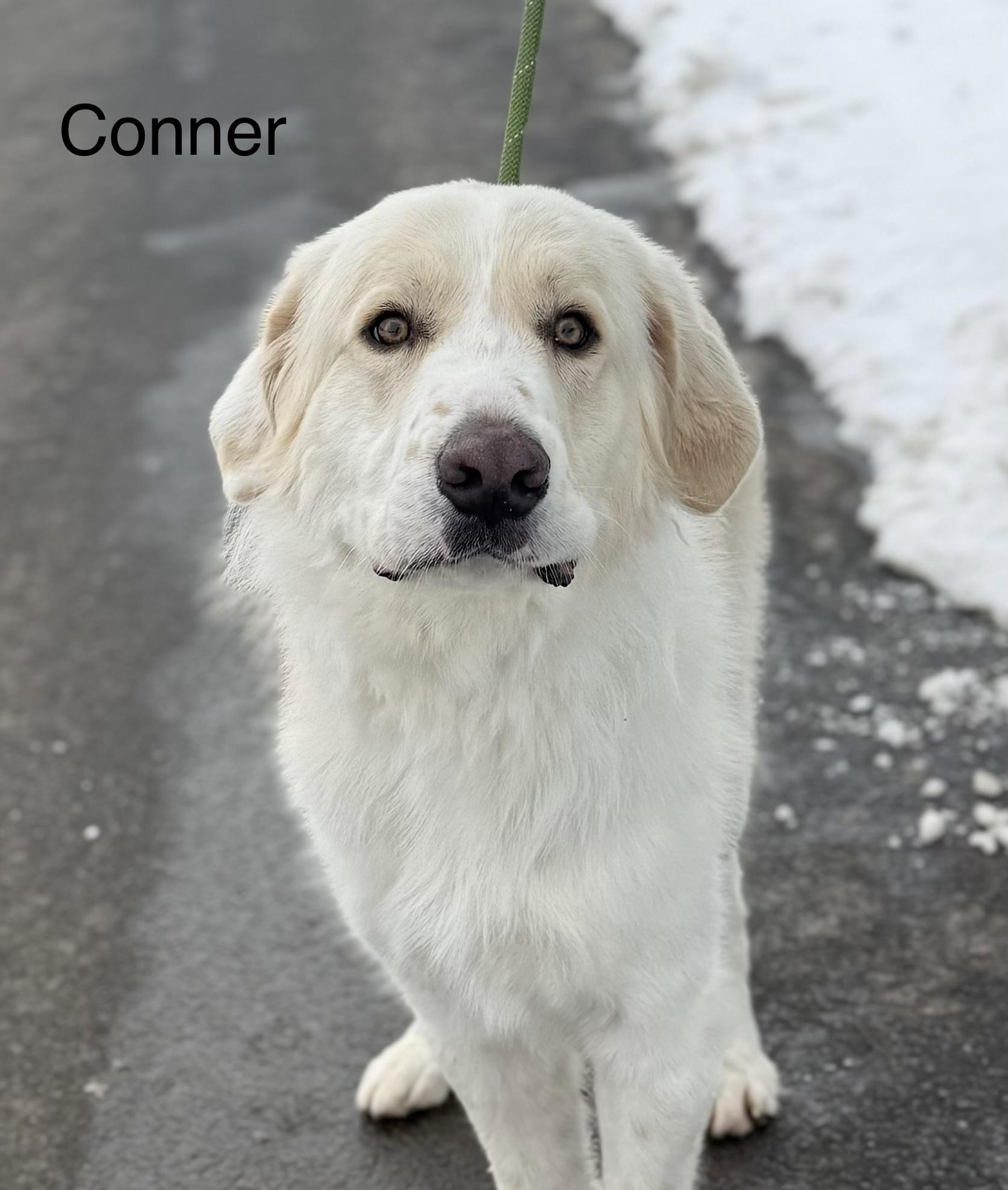 Enlarge CONNER, a Adoptable Great Pyrenees in Ashland, OH image 4/4