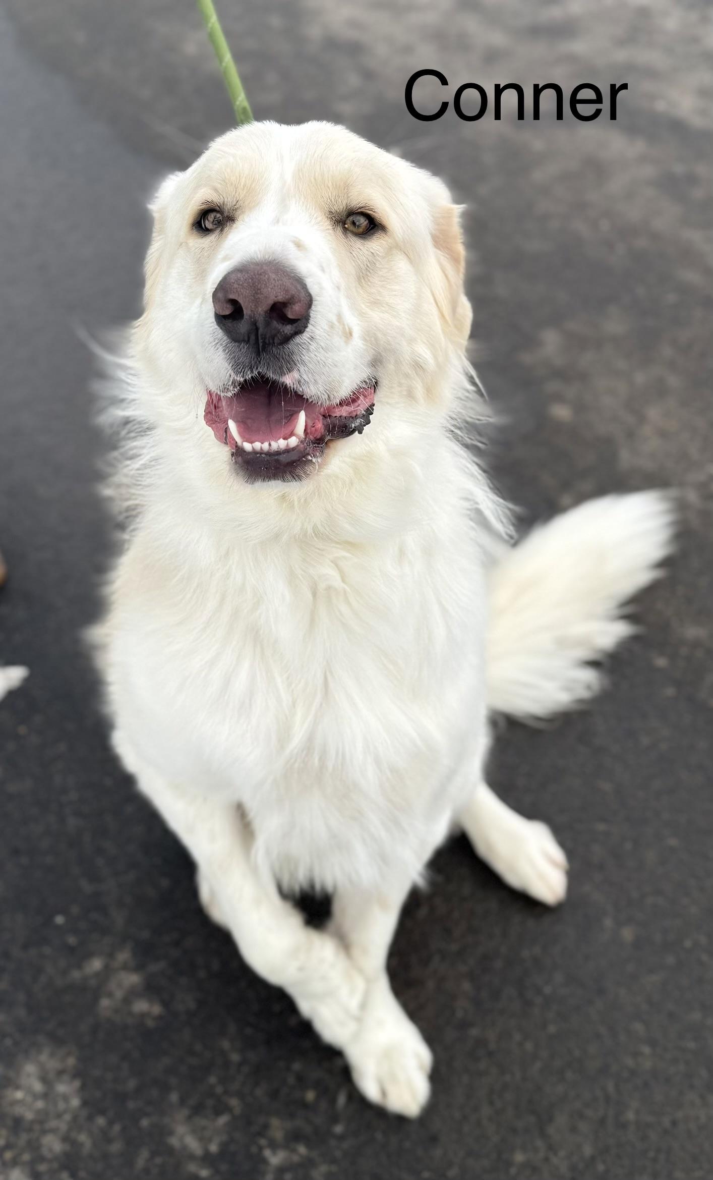 Enlarge CONNER, a Adoptable Great Pyrenees in Ashland, OH image 2/4