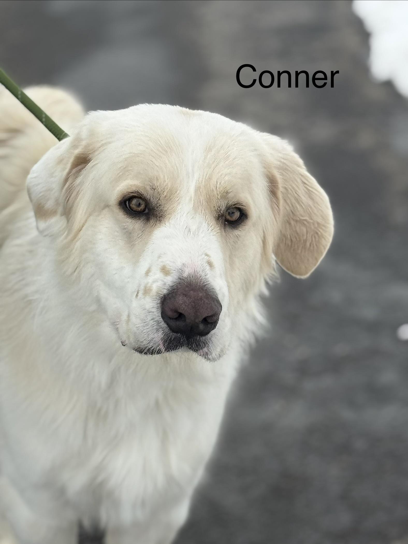 Enlarge CONNER, a Adoptable Great Pyrenees in Ashland, OH image 1/4