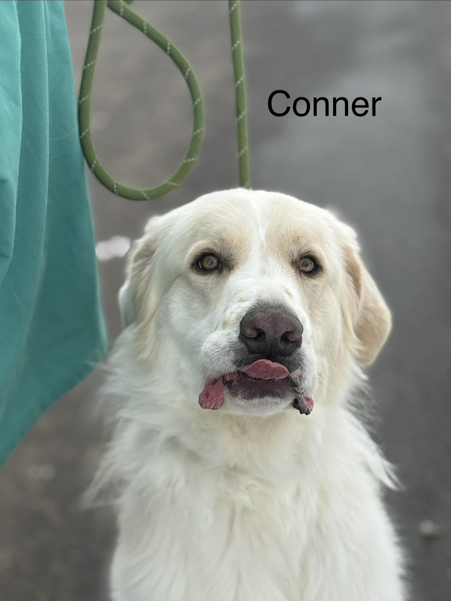Enlarge CONNER, a Adoptable Great Pyrenees in Ashland, OH image 3/4