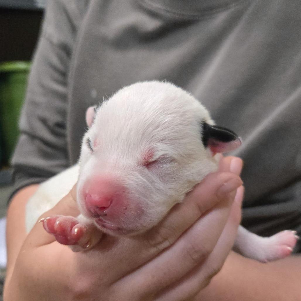 MJ, Adoptable, Puppy Male Mixed Breed.