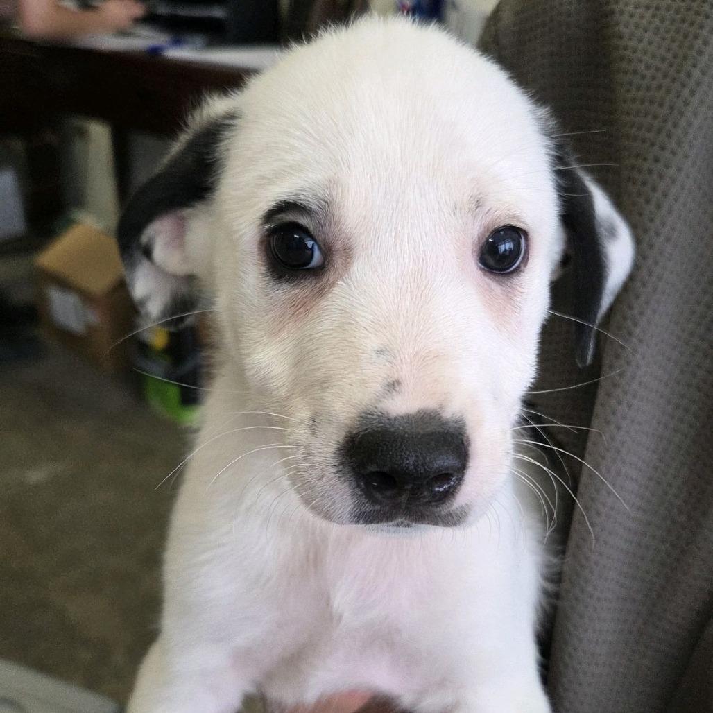 MJ, a Adoptable Mixed Breed in Branson, MO image 2/6