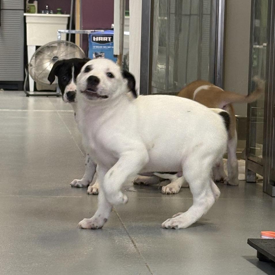 MJ, a Adoptable Mixed Breed in Branson, MO image 4/6