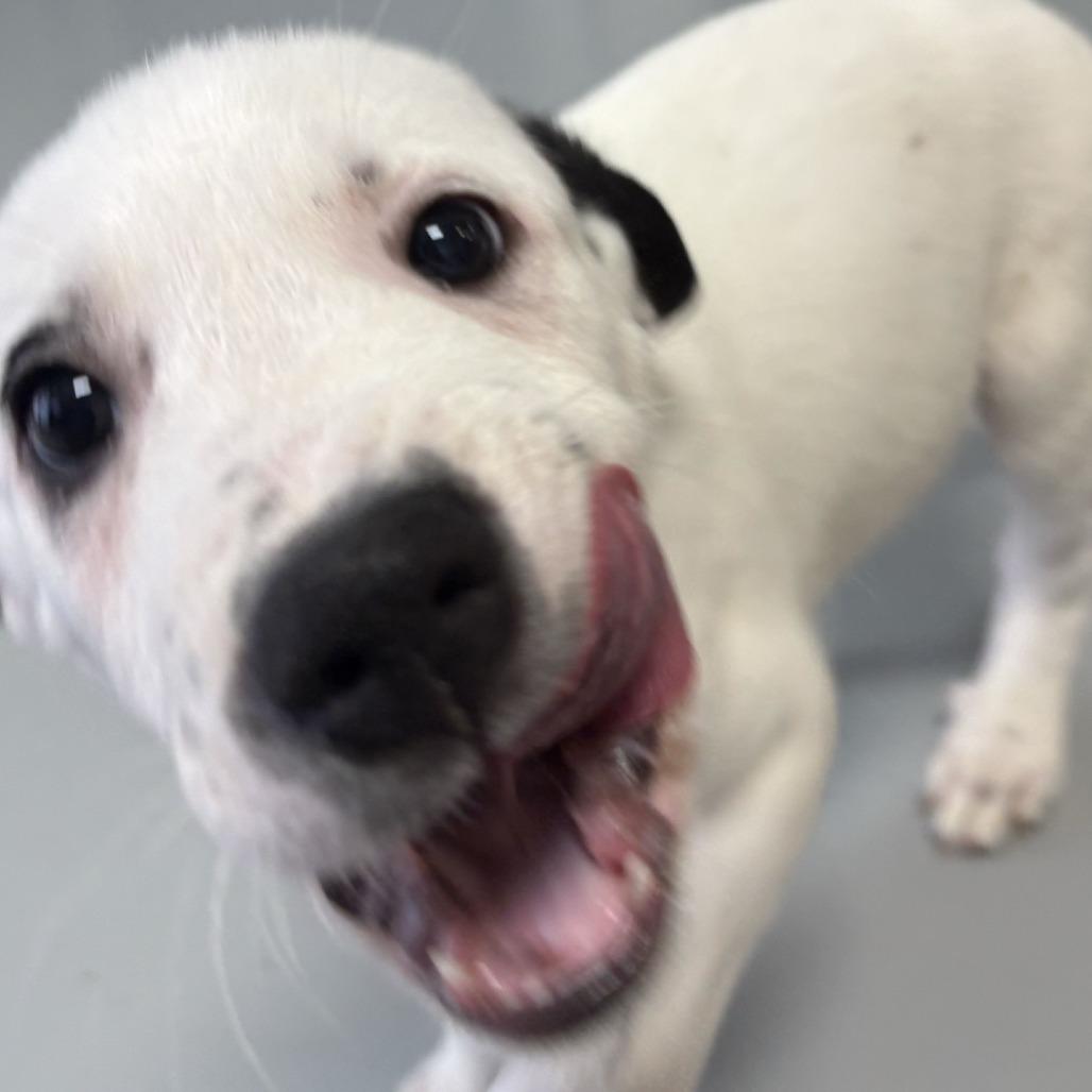 MJ, a Adoptable Mixed Breed in Branson, MO image 5/6