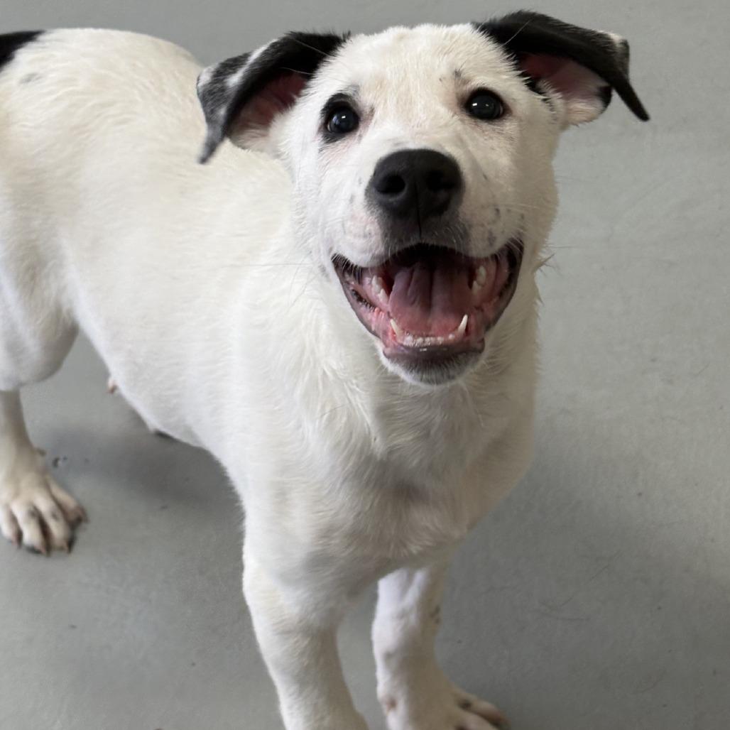 MJ, a Adoptable Mixed Breed in Branson, MO image 6/6