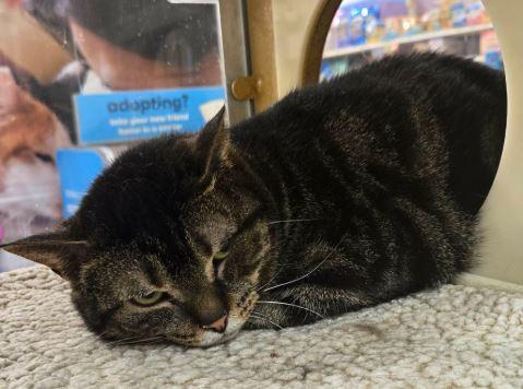 Angel (bonded with Terra), Adoptable, Adult Female Domestic Short Hair.