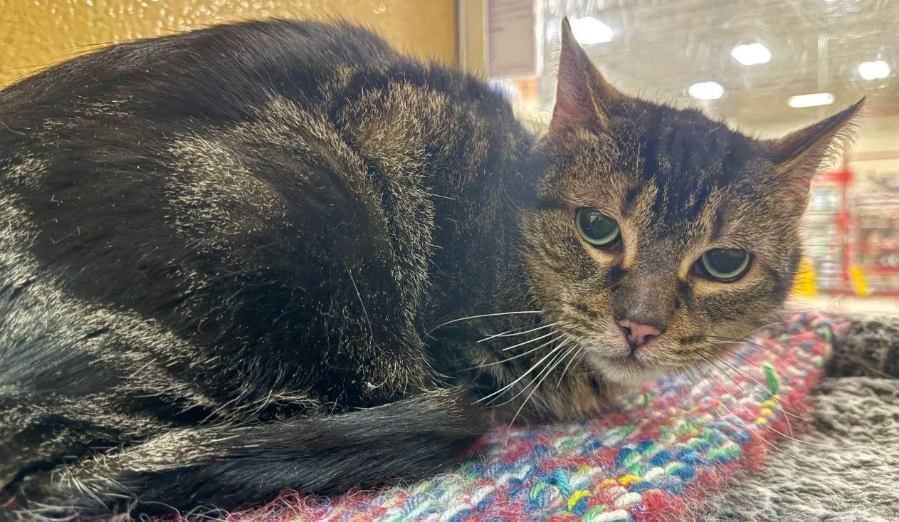 Angel (bonded with Terra), a Adoptable Domestic Short Hair in Keswick, ON image 1/2