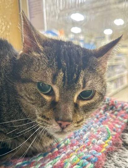 Angel (bonded with Terra), a Adoptable Domestic Short Hair in Keswick, ON image 2/2