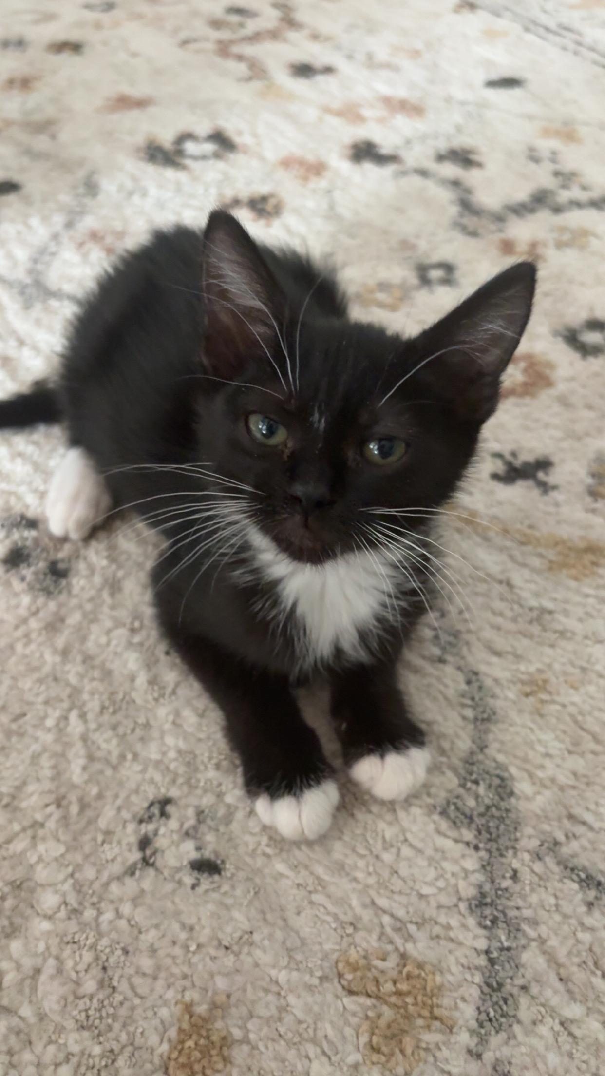 Tito, a ADOPTABLE Domestic Short Hair in Elk Grove, CA image 1/2