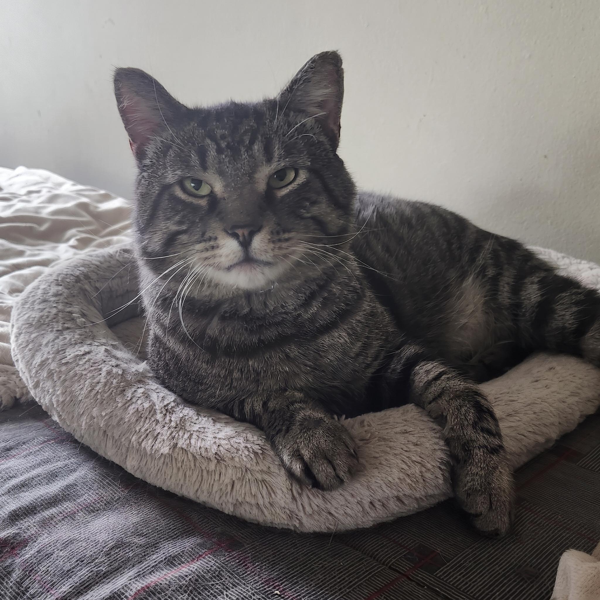 Enlarge Egerton, an adoptable Domestic Short Hair in Scarborough, ON image 1/1