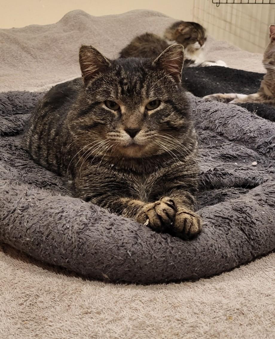 Enlarge Egerton, a ADOPTABLE Domestic Short Hair in Scarborough, ON image 1/1