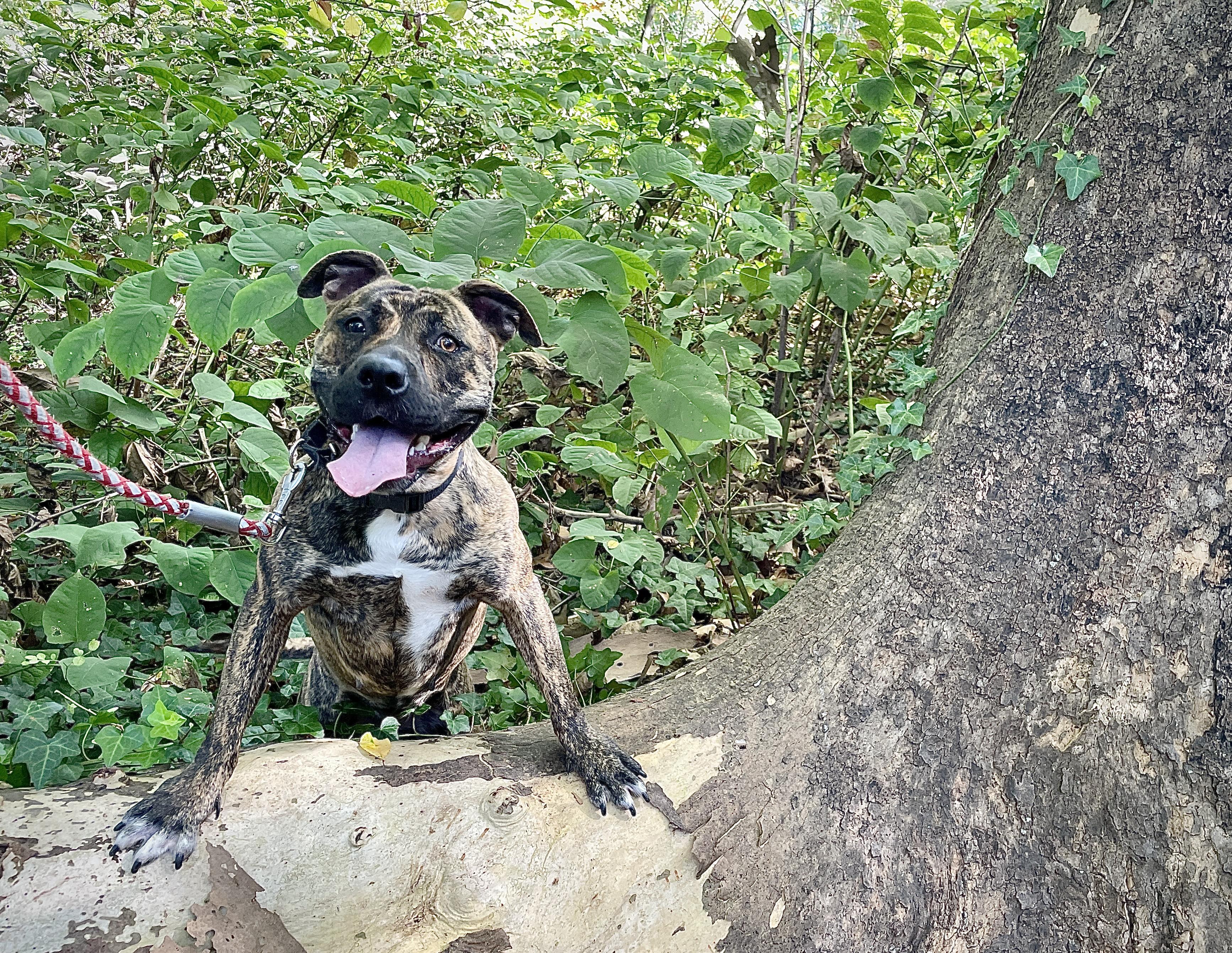 Enlarge Princess, a Adoptable Pit Bull Terrier in Port Washington, NY image 2/4