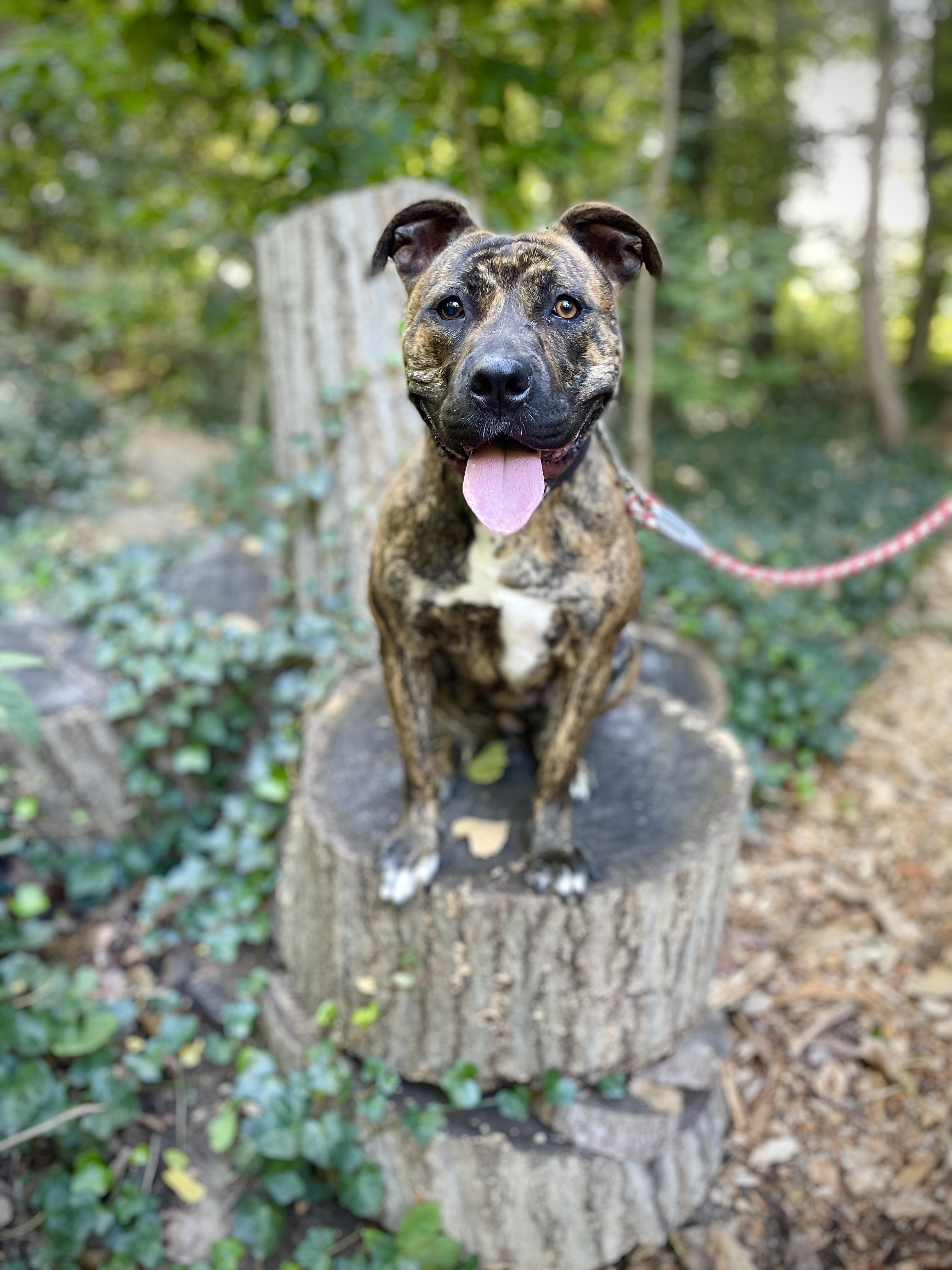 Enlarge Princess, a Adoptable Pit Bull Terrier in Port Washington, NY image 3/4