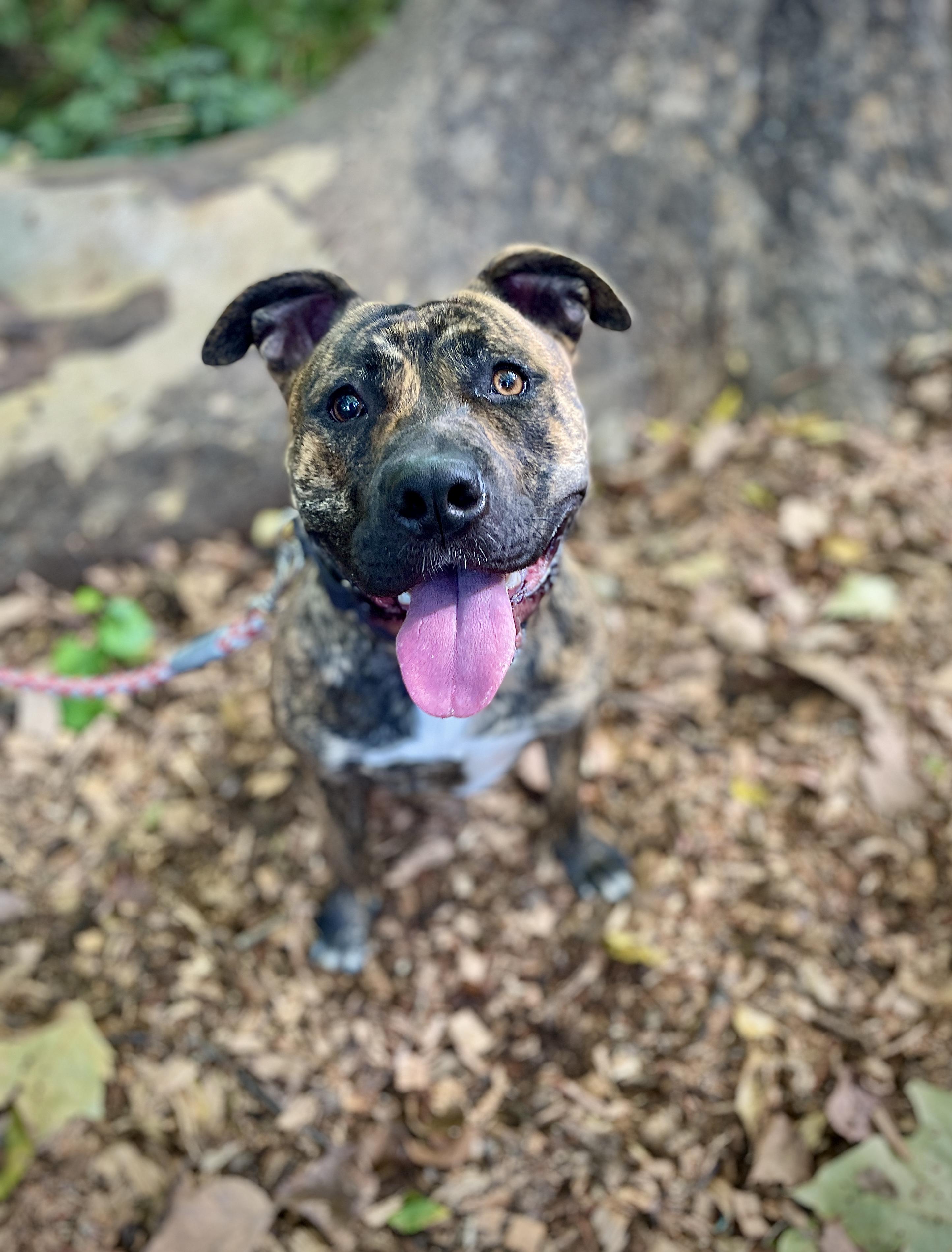 Enlarge Princess, a Adoptable Pit Bull Terrier in Port Washington, NY image 4/4