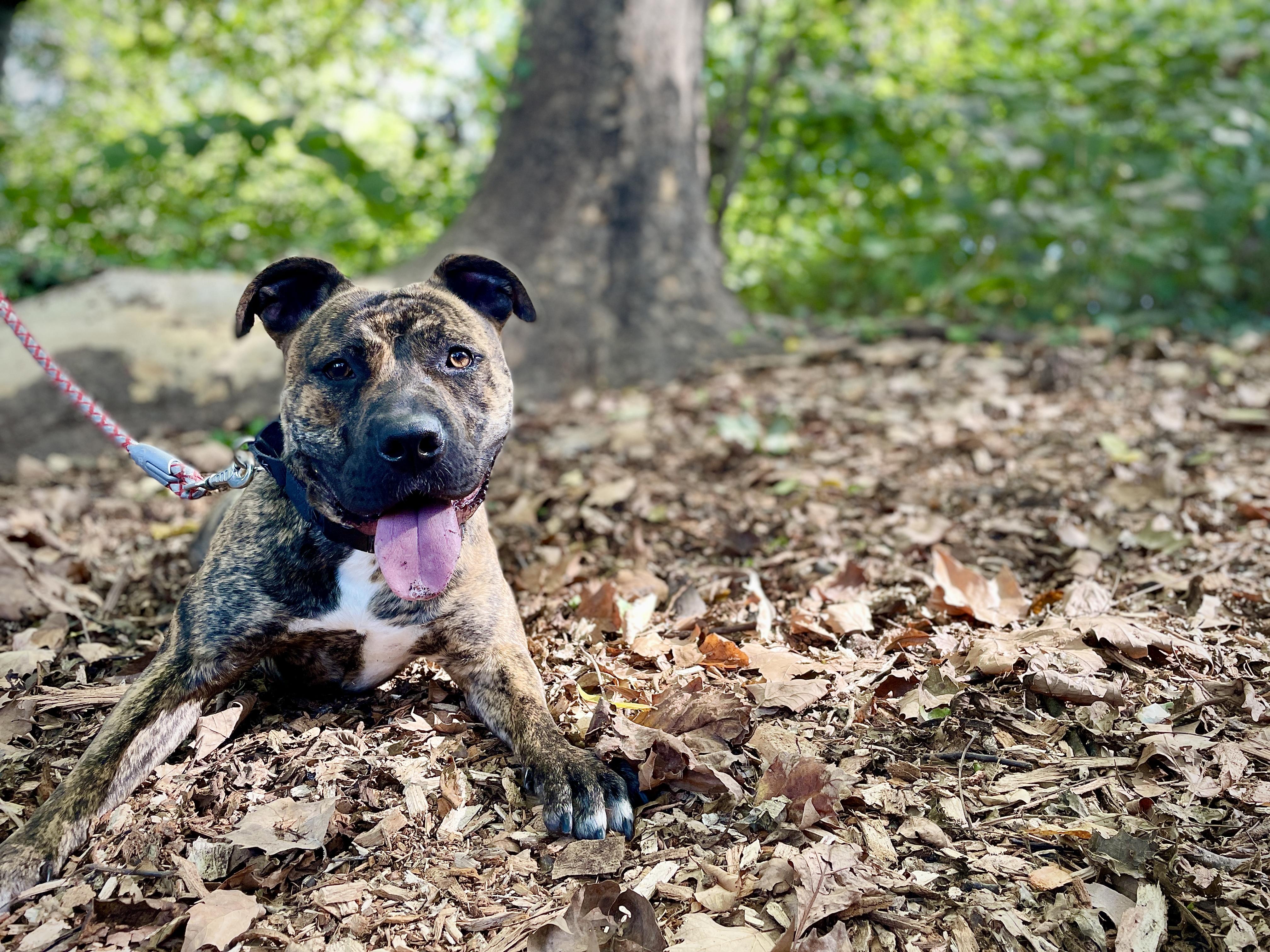 Enlarge Princess, a Adoptable Pit Bull Terrier in Port Washington, NY image 1/4