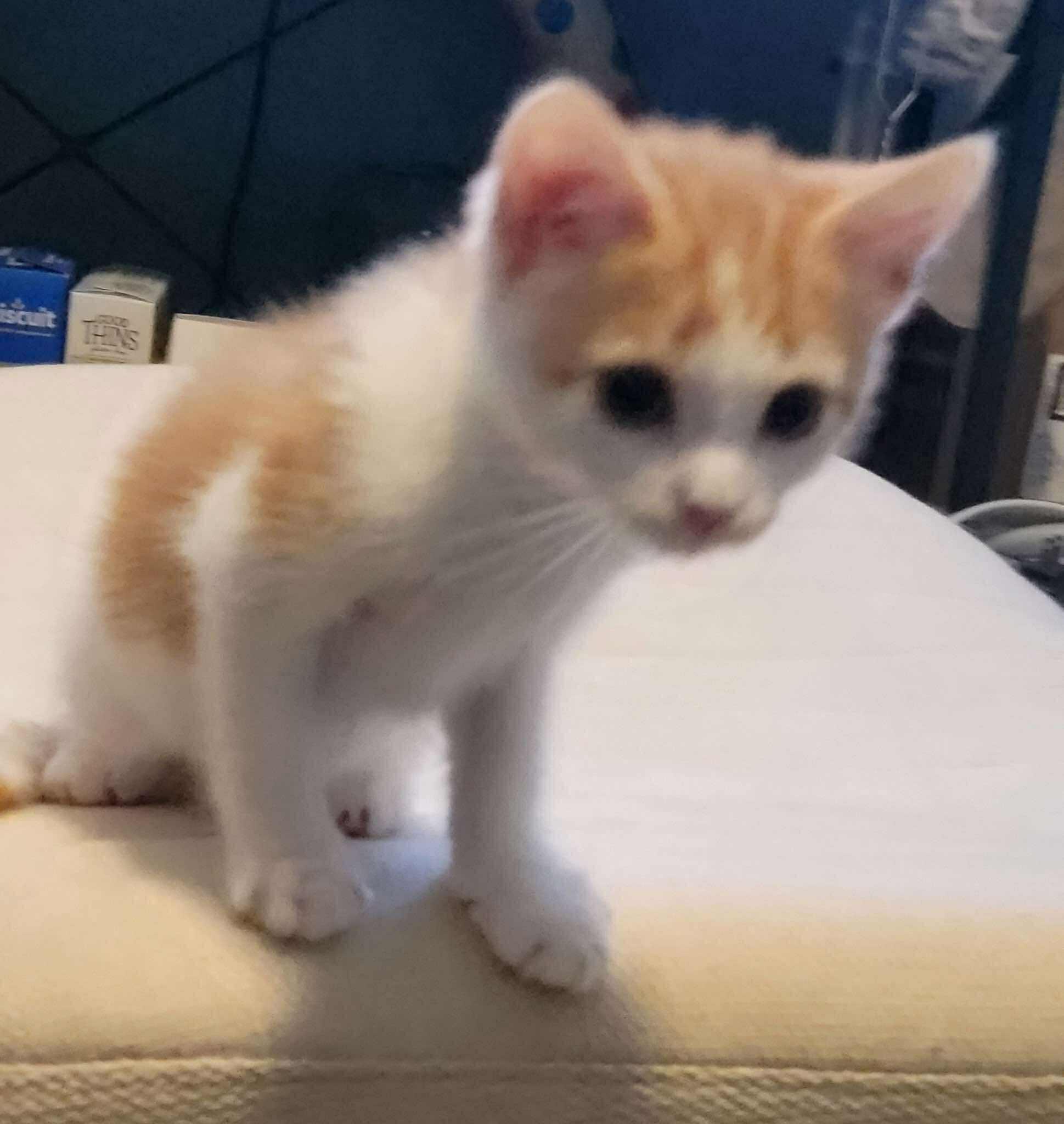 Oswald, Baby Male unknown