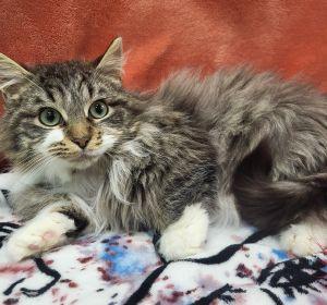 Enlarge Fitz, a ADOPTABLE Domestic Long Hair in Bucyrus, OH image 2/5