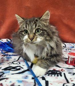 Enlarge Fitz, a ADOPTABLE Domestic Long Hair in Bucyrus, OH image 1/5