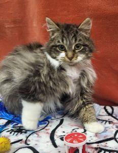Enlarge Fitz, a ADOPTABLE Domestic Long Hair in Bucyrus, OH image 4/5