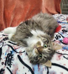 Enlarge Fitz, a ADOPTABLE Domestic Long Hair in Bucyrus, OH image 3/5